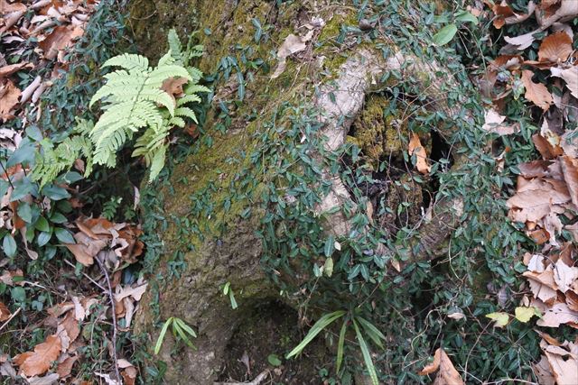 大木 根 古い 歴史 落ち葉 枯れ葉 冬 秋