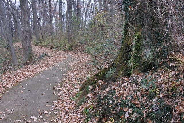 森林 遊歩道 大木 公園 落ち葉 枯れ葉 秋 冬