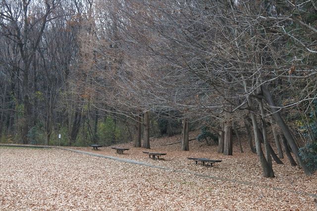 森林 公園 ベンチ 落ち葉 枯れ葉 秋 冬