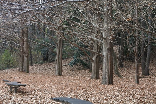 森林 公園 ベンチ 落ち葉 枯れ葉 秋 冬