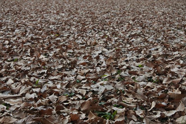 落ち葉 枯れ葉 一面 冬 秋