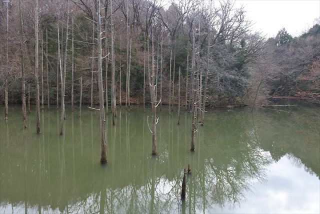 池 木 水面 秋 冬 寂しい 暗い 恐ろしい 怖い