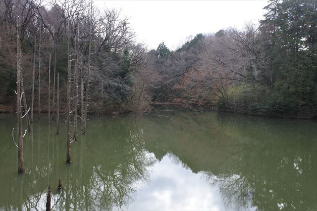 池 木 水面 森林 秋 冬 寂しい 暗い 恐ろしい 怖い