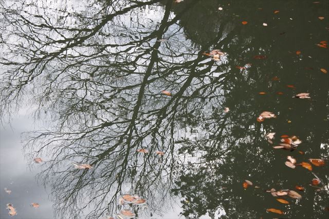 池 水面 落ち葉 枯れ葉 秋 冬