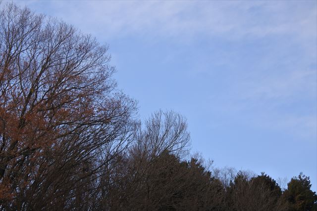 青空 森林 大木 冬
