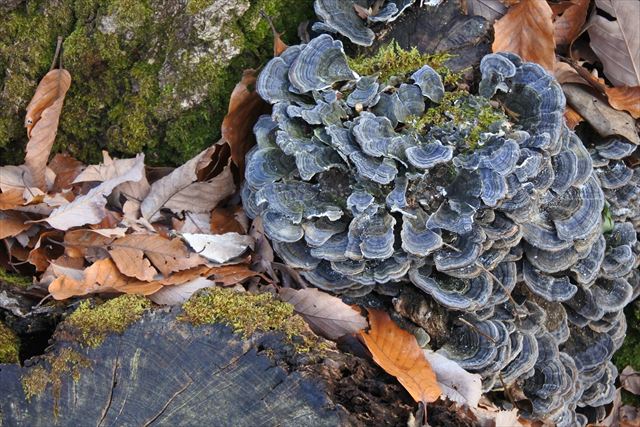 毒 きのこ 切り株 大木 古株 秋 冬