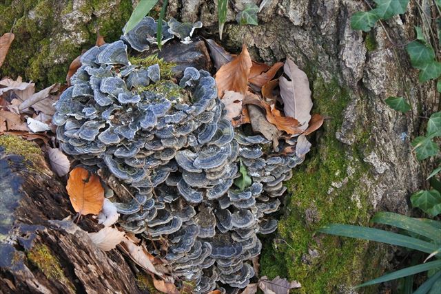 毒 きのこ 古株 大木 秋 冬