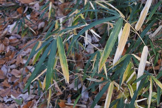 笹 枯れてる 落ち葉 枯れ葉 秋 冬