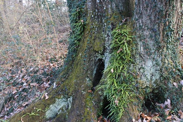 大木 古い 森林 歴史 冬 孤独 年老いた