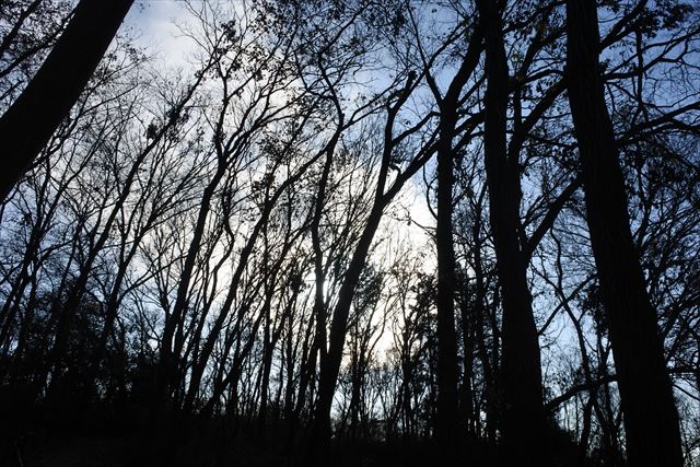 幻想的 森林 怖い 冬