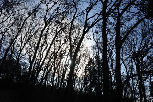 森林 幻想的 怖い 冬