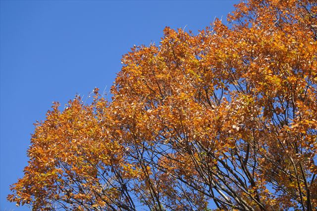 快晴 青空 楓 紅葉 枯れ葉 秋