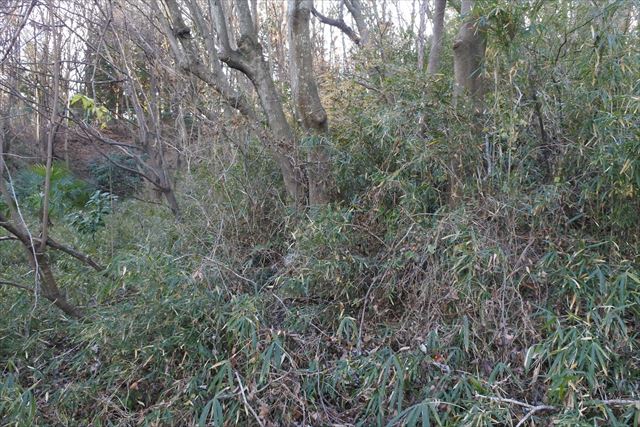 枯れてる 荒れてる 森林 冬 寂しい