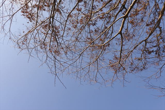 大木 林 青空 晴れ 晴天 枯れてる 枝 冬 秋