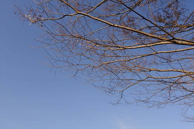 青空 大木 林 晴れ 晴天 枯れてる 枝 冬 秋