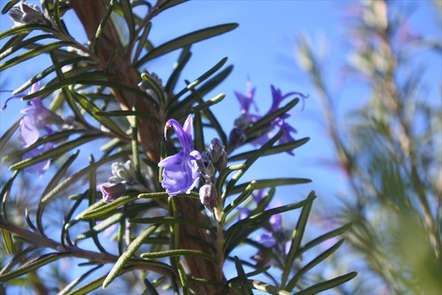 ローズマリー 花 紫 ハーブ 青空 葉
