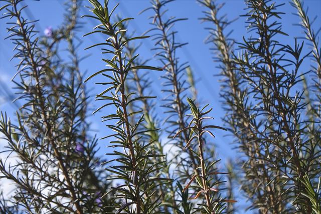 ローズマリー ハーブ 青空 緑 葉