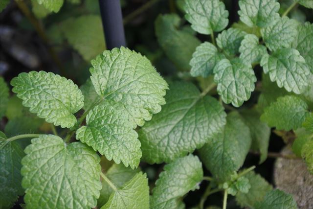ハーブ レモンバーム 庭 ガーデン 緑 葉