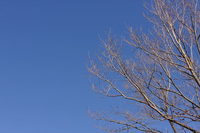 青空 大木 枯れ枝 公園 森林 晴れ 快晴 秋 冬