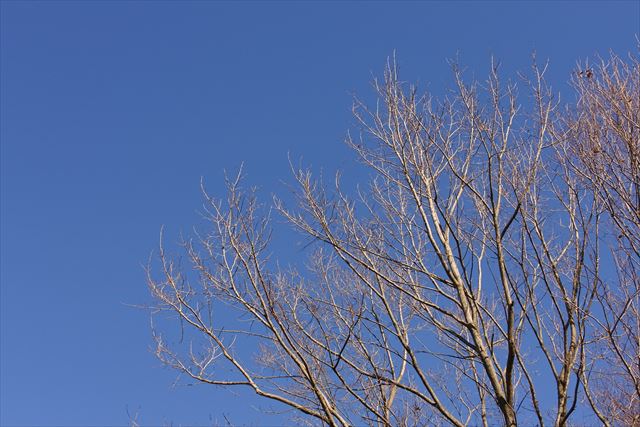 青空 大木 枯れ枝 公園 森林 晴れ 快晴 秋 冬