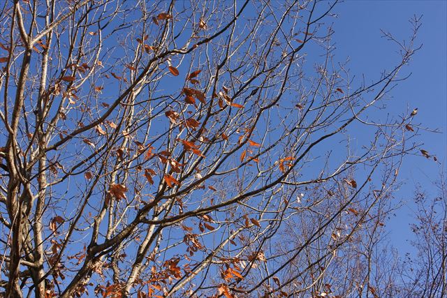 青空 大木 枯れ枝 公園 森林 晴れ 快晴 秋 冬 紅葉