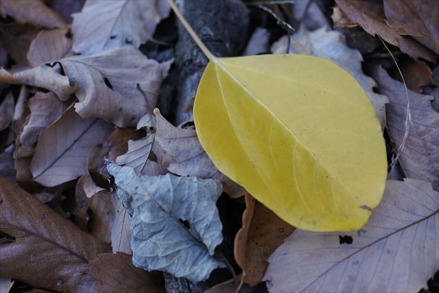紅葉 落ち葉 枯れ葉 秋 冬 黄色