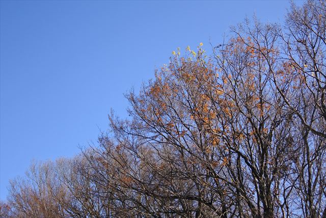 青空 大木 枯れ枝 公園 森林 晴れ 快晴 秋 冬