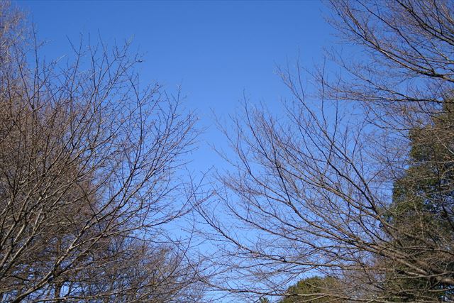 青空 大木 枯れ枝 公園 森林 晴れ 快晴 秋 冬