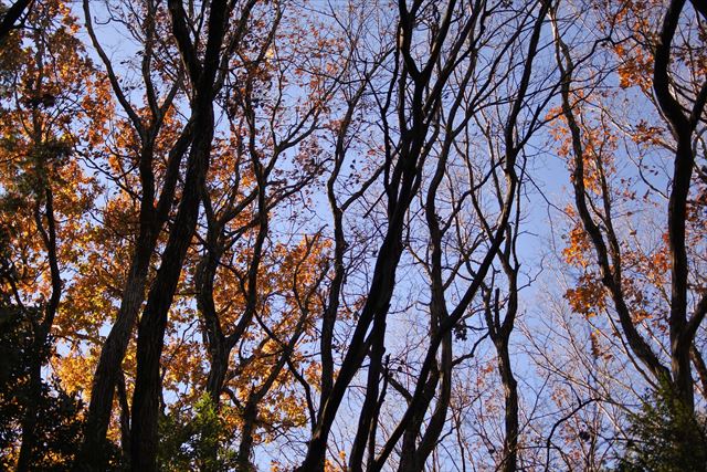 森林 大木 紅葉 青空