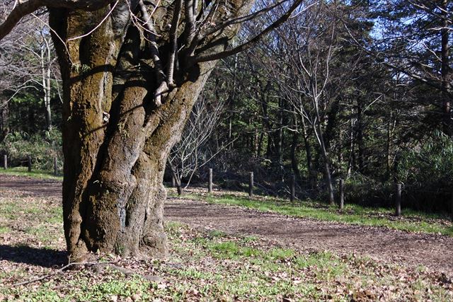 大木 桜 公園 秋 冬 散歩道