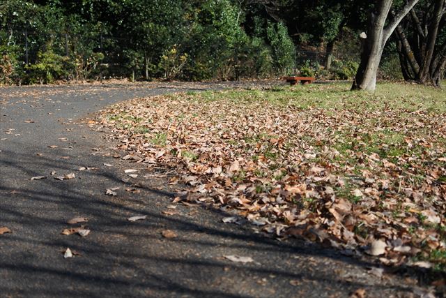 公園 散歩道 落ち葉 枯れ葉 秋 冬 広場