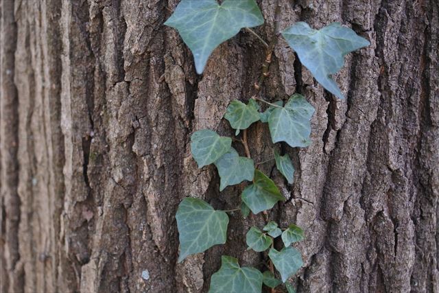 大木 ヘデラ 木肌 ツタ 蔦 日差し アイビー