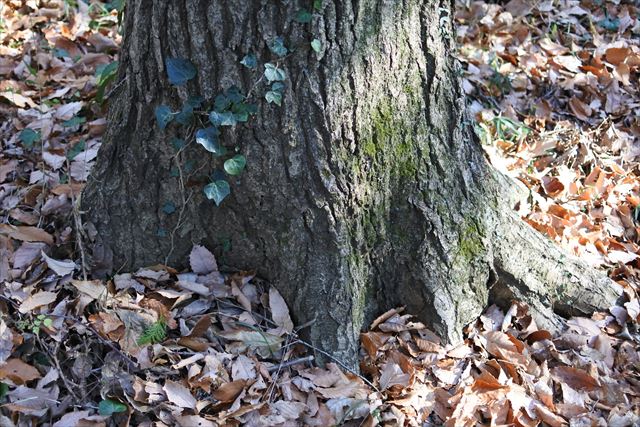 大木 落ち葉 根 枯れ葉 秋 冬 ヘデラ ツタ 蔦 日差し