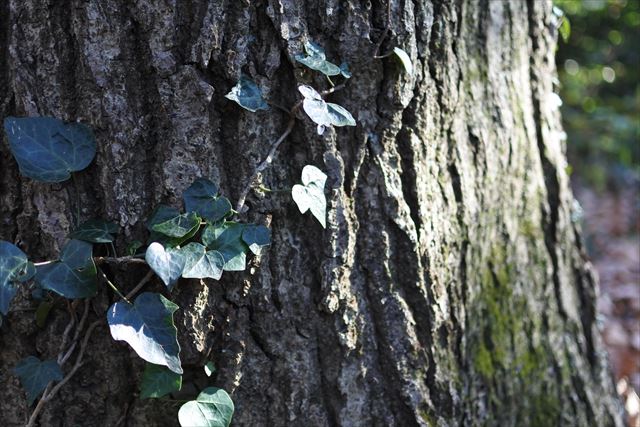 大木 ヘデラ 木肌 ツタ 蔦 日差し