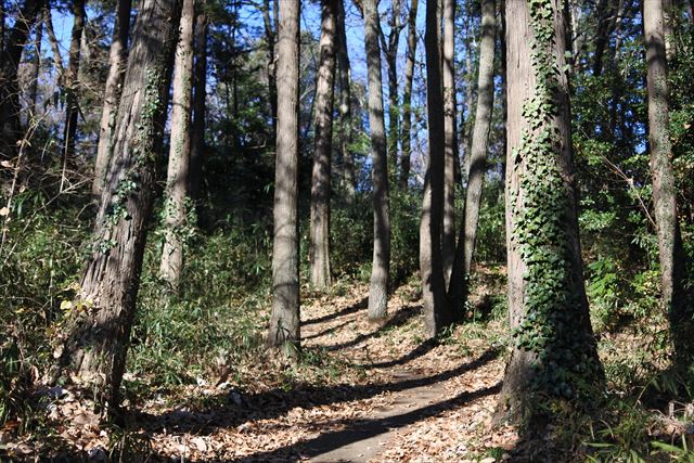 森林 小道 散歩 青空 秋 冬