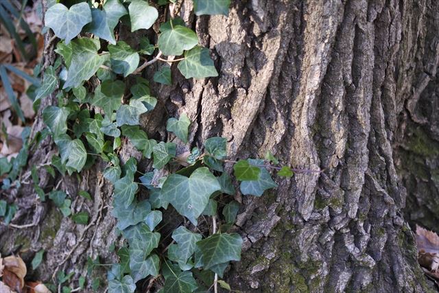 大木 ヘデラ 木肌 ツタ 蔦 日差し