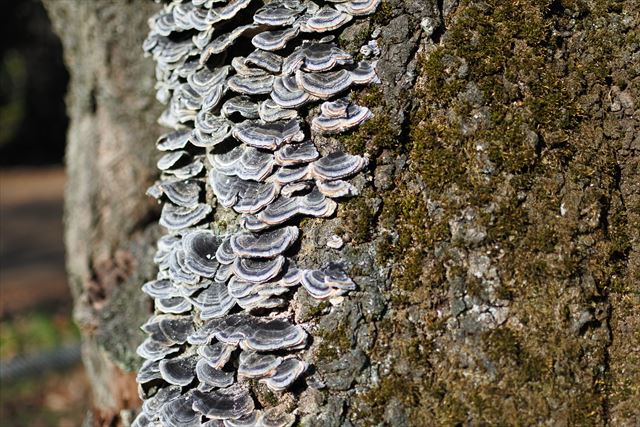 毒 きのこ キノコ 大木