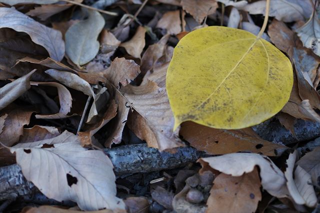 紅葉 落ち葉 枯れ葉 秋 黄色