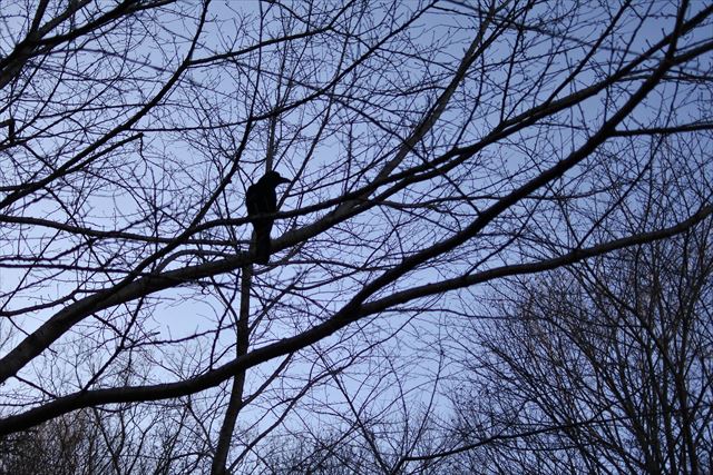 森林 カラス 大木 鳥 公園 からす