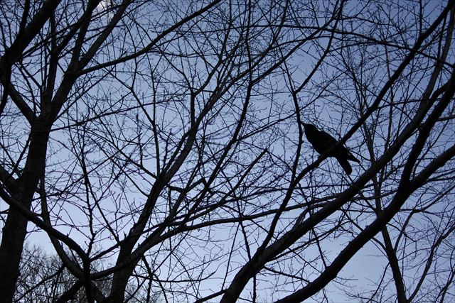 森林 カラス 大木 鳥 公園 からす