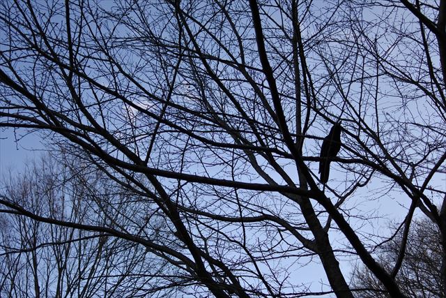 森林 カラス 大木 鳥 公園 からす