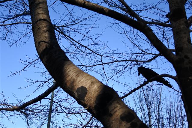 森林 カラス 大木 鳥 公園 からす 青空