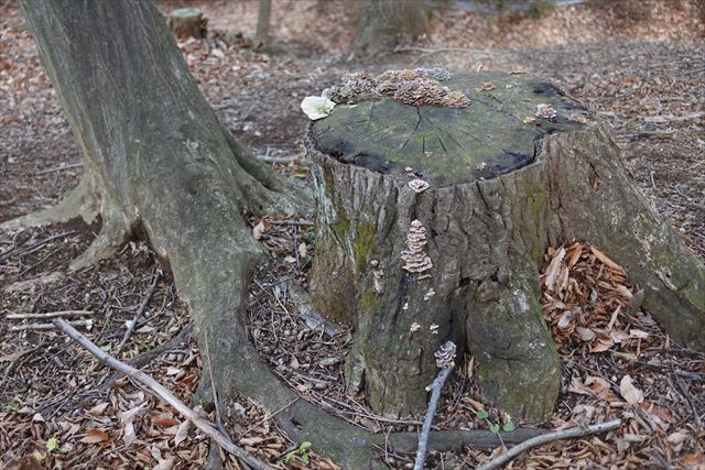 切り株 枯葉 古い 荒れてる 枯葉
