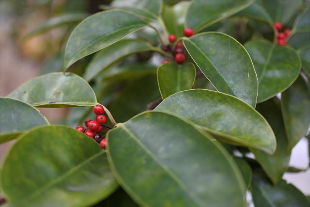 赤 実 南天 緑 葉
