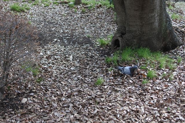 大木 鳥 鳩 枯葉 冬