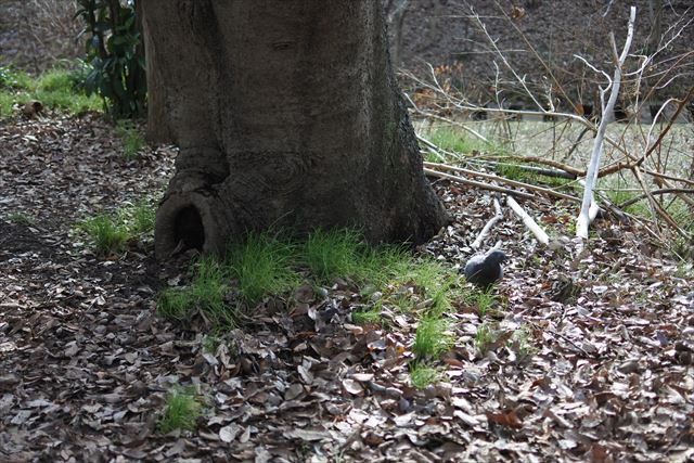 大木 荒れてる 枯葉 冬 淋しい