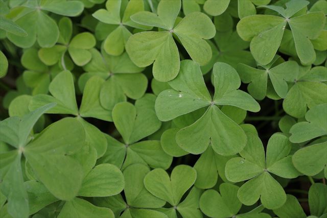 葉 クローバー 緑 雑草