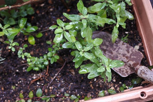 ガーデニング 庭の手入れ ハーブ プランター スコップ