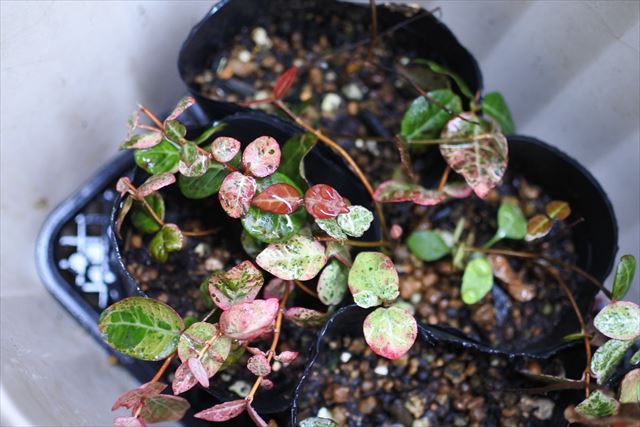 黒ポット カズラ ガーデニング