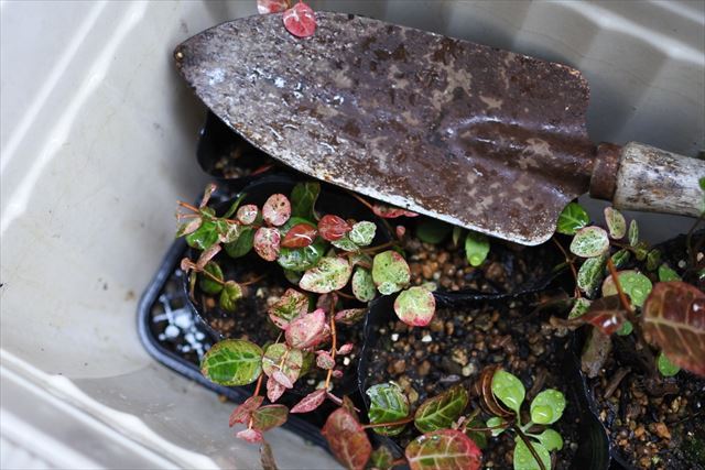 ガーデニング スコップ 黒ポット カズラ